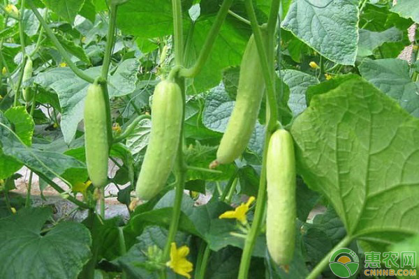 ��̨�ƹϵ���ֲ���������